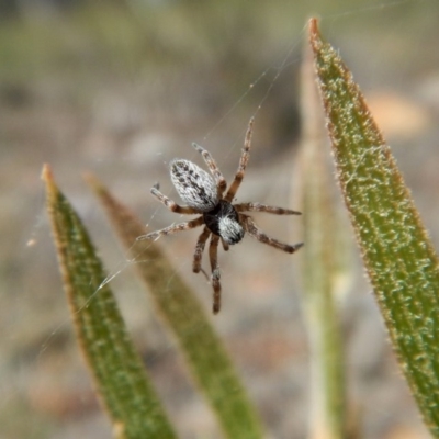 Badumna (genus) (Lattice-web spider) at Aranda, ACT - 29 Nov 2017 by CathB