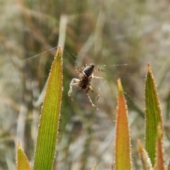 Badumna (genus) at Aranda, ACT - 29 Nov 2017 11:14 AM