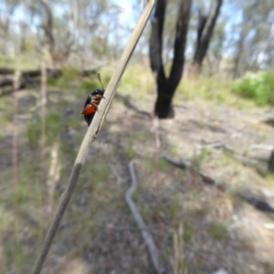 Arsipoda holomelaena at Belconnen, ACT - 29 Nov 2017 10:10 AM