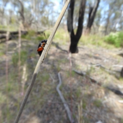 Arsipoda holomelaena (Red-legged flea beetle) at Belconnen, ACT - 29 Nov 2017 by AndyRussell