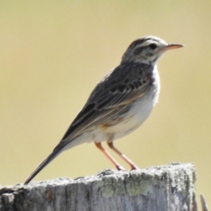 Anthus australis at Tennent, ACT - 29 Nov 2017 08:43 AM