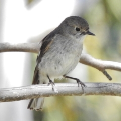 Petroica phoenicea at Rendezvous Creek, ACT - 29 Nov 2017