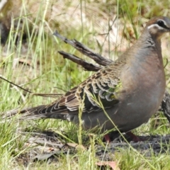 Phaps chalcoptera (Common Bronzewing) at Namadgi National Park - 29 Nov 2017 by JohnBundock