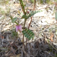 Indigofera adesmiifolia (Tick Indigo) at Belconnen, ACT - 29 Nov 2017 by AndyRussell