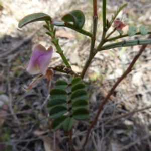 Indigofera adesmiifolia at Belconnen, ACT - 29 Nov 2017 10:16 AM