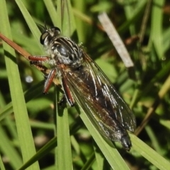 Dolopus rubrithorax (Large Brown Robber Fly) at Rendezvous Creek, ACT - 28 Nov 2017 by JohnBundock