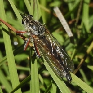 Dolopus rubrithorax at Rendezvous Creek, ACT - 29 Nov 2017 10:08 AM