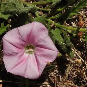 Convolvulus angustissimus subsp. angustissimus at Rendezvous Creek, ACT - 29 Nov 2017