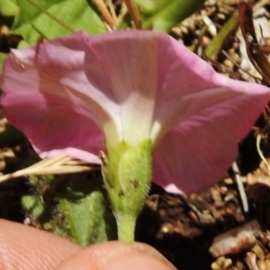 Convolvulus angustissimus subsp. angustissimus at Rendezvous Creek, ACT - 29 Nov 2017