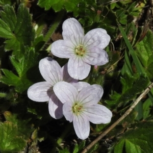 Geranium sp. at Rendezvous Creek, ACT - 29 Nov 2017