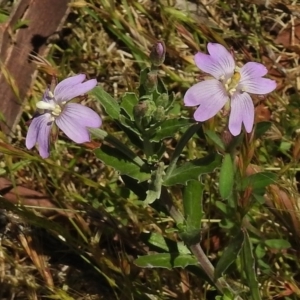 Epilobium sp. at Rendezvous Creek, ACT - 29 Nov 2017 11:13 AM