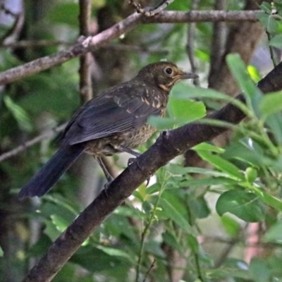 Turdus merula (Eurasian Blackbird) at Molonglo Valley, ACT - 28 Nov 2017 by RodDeb