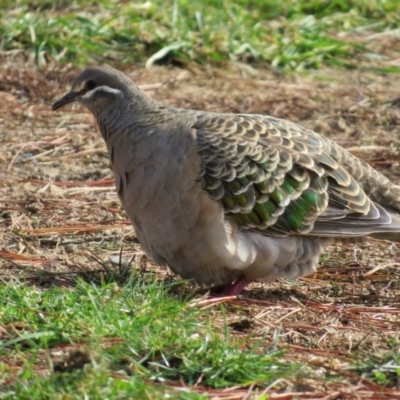 Phaps chalcoptera (Common Bronzewing) at National Zoo and Aquarium - 5 Jun 2017 by RodDeb