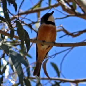 Pachycephala rufiventris at Yarralumla, ACT - 23 Oct 2017