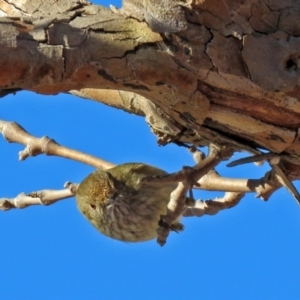 Acanthiza pusilla at Molonglo Valley, ACT - 13 Jun 2017