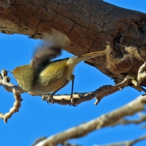 Acanthiza pusilla at Molonglo Valley, ACT - 13 Jun 2017