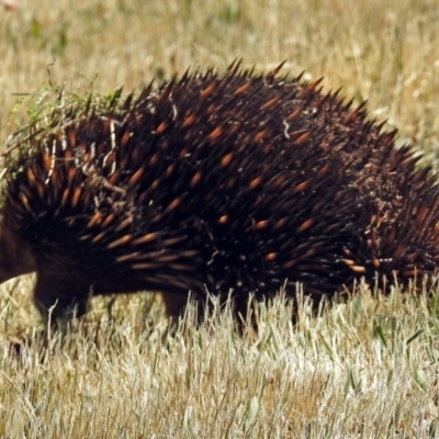 Tachyglossus aculeatus (Short-beaked Echidna) at Canberra Central, ACT - 16 Oct 2017 by RodDeb