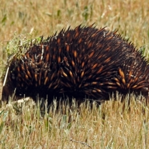 Tachyglossus aculeatus at Canberra Central, ACT - 16 Oct 2017 11:52 AM