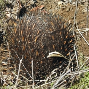 Tachyglossus aculeatus at Canberra Central, ACT - 16 Oct 2017