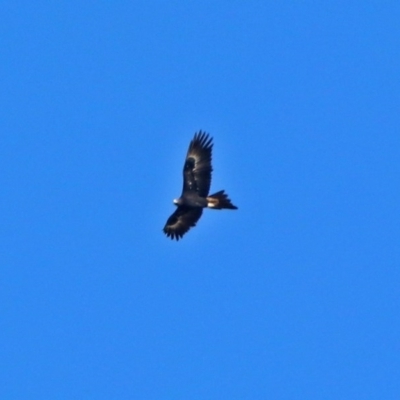 Aquila audax (Wedge-tailed Eagle) at Hume, ACT - 23 May 2017 by RodDeb