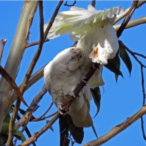 Cacatua sanguinea at Gowrie, ACT - 7 Jul 2017