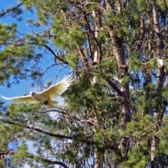 Cacatua sanguinea at Gowrie, ACT - 7 Jul 2017