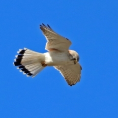 Falco cenchroides (Nankeen Kestrel) at Gilmore, ACT - 6 Sep 2017 by RodDeb