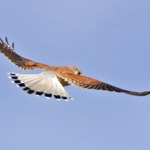 Falco cenchroides at Gilmore, ACT - 6 Sep 2017 10:26 AM