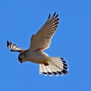 Falco cenchroides at Gilmore, ACT - 6 Sep 2017