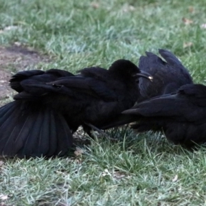 Corcorax melanorhamphos at Canberra, ACT - 16 Sep 2017 05:35 PM