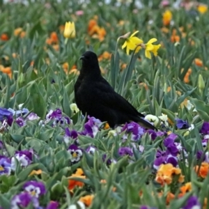 Corcorax melanorhamphos at Canberra, ACT - 16 Sep 2017