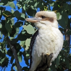 Dacelo novaeguineae (Laughing Kookaburra) at Tharwa Bridge - 21 Jun 2017 by RodDeb