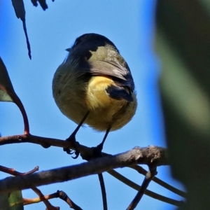 Acanthiza chrysorrhoa at Paddys River, ACT - 6 Jul 2017 11:22 AM