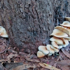Omphalotus nidiformis (Ghost Fungus) at Paddys River, ACT - 7 Apr 2017 by RodDeb