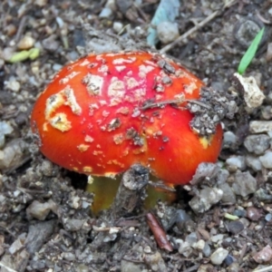 Amanita muscaria at Paddys River, ACT - 5 May 2017