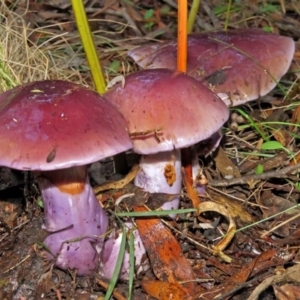 Cortinarius archeri s.l. at Paddys River, ACT - 28 Apr 2017