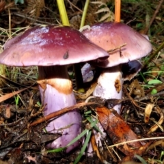 Cortinarius archeri s.l. at Paddys River, ACT - 28 Apr 2017