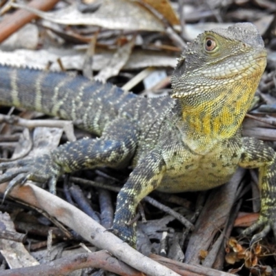 Intellagama lesueurii howittii (Gippsland Water Dragon) at Paddys River, ACT - 22 Nov 2017 by RodDeb