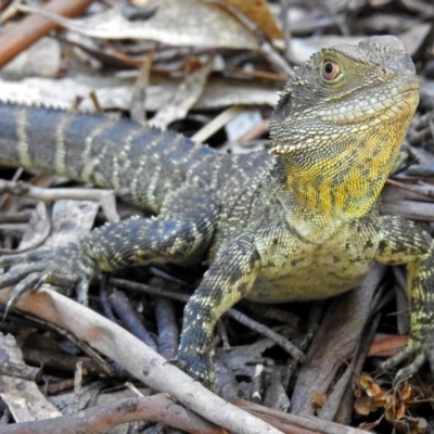 Intellagama lesueurii howittii (Gippsland Water Dragon) at Tidbinbilla Nature Reserve - 22 Nov 2017 by RodDeb