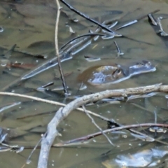 Ornithorhynchus anatinus (Platypus) at Paddys River, ACT - 31 Mar 2017 by RodDeb