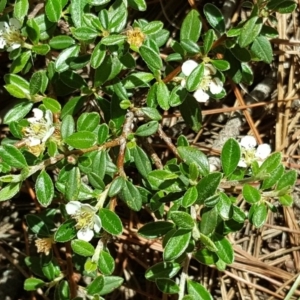 Cotoneaster rotundifolius at Isaacs, ACT - 29 Nov 2017