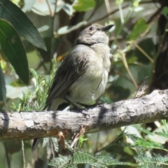 Gerygone fusca (Western Gerygone) at Paddys River, ACT - 5 Jan 2017 by RodDeb