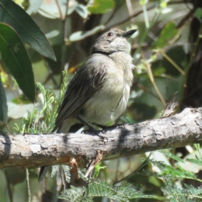 Gerygone fusca (Western Gerygone) at Paddys River, ACT - 6 Jan 2017 by RodDeb