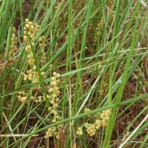 Lomandra filiformis subsp. coriacea at Isaacs, ACT - 26 Nov 2017