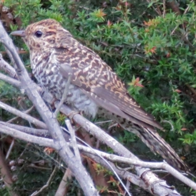 Cacomantis variolosus (Brush Cuckoo) at Tidbinbilla Nature Reserve - 10 Mar 2017 by RodDeb