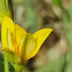 Hypoxis hygrometrica var. villosisepala at Isaacs, ACT - 26 Nov 2017