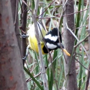 Falcunculus frontatus at Paddys River, ACT - 1 Sep 2016