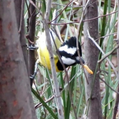 Falcunculus frontatus (Eastern Shrike-tit) at Paddys River, ACT - 31 Aug 2016 by RodDeb