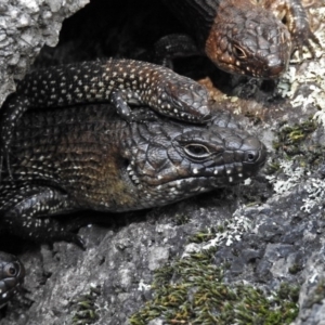 Egernia cunninghami at Paddys River, ACT - 21 Sep 2017