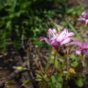 Oxalis articulata at Reid, ACT - 29 Nov 2017